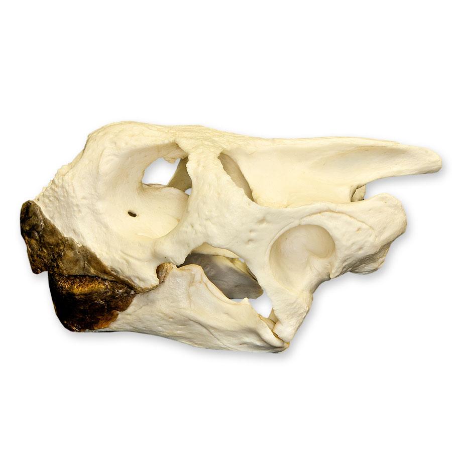 Authentic Replica Galápagos Tortoise Skull - Lifelike Educational Specimen for Science Classrooms, Home Decor & Natural History Collections