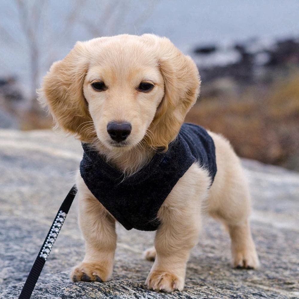 **Gooby Fleece Vest Dog Sweater - Warm Winter Pullover Fleece Jacket for Small Dogs (Black, Medium) with O-Ring Leash - Cold Weather Dog Clothes for Small Breed Puppies - Perfect for Outdoor Walks, Winter Adventures & Indoor Cozy Comfort**