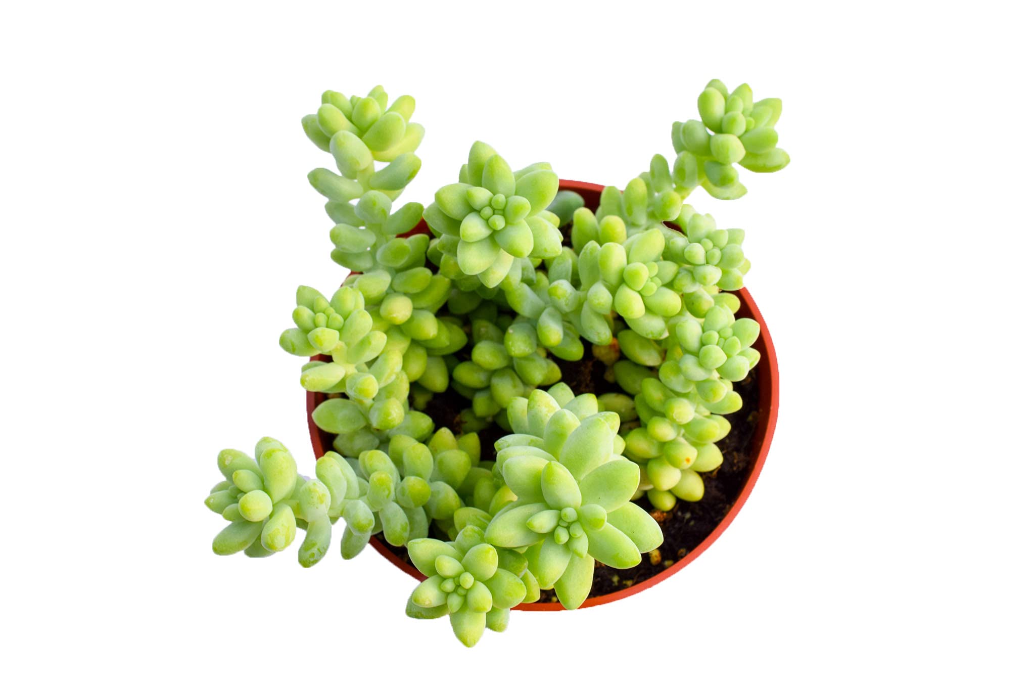 Live Donkey Tail Succulent Plants (Sedum Morganianum) - Set of 2 Large 4-Inch Fully Rooted Burro's Tail Succulents for Home Decor, Office Desk, or Garden Arrangements