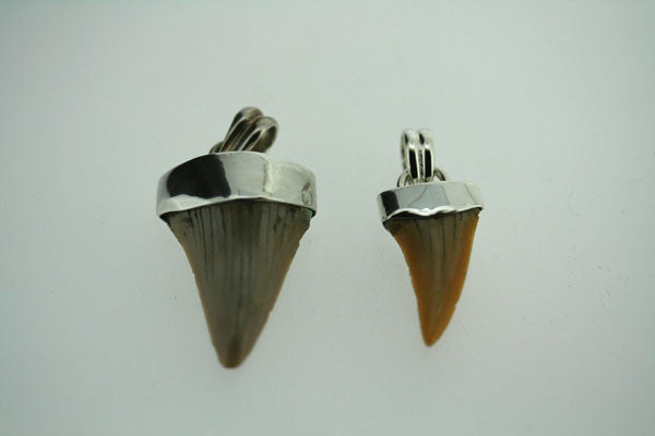 Fossilized Shark Tooth Pendant Necklace - Small Size on 60cm Silver Link Chain - Perfect for Beach Lovers & Fossil Collectors