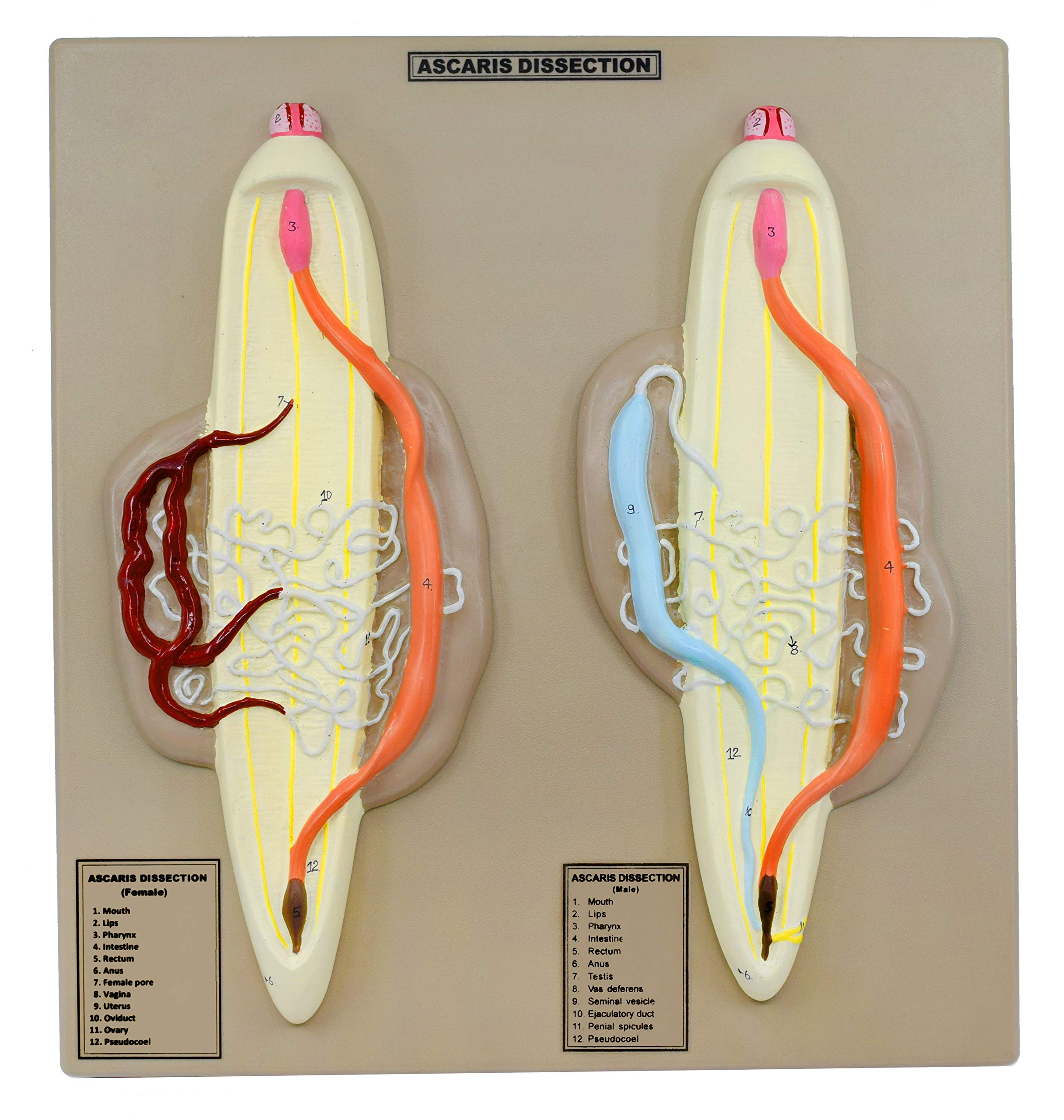 EISCO Male & Female Ascaris Model - Enlarged Dissection Specimen with Hand-Painted Details, 14