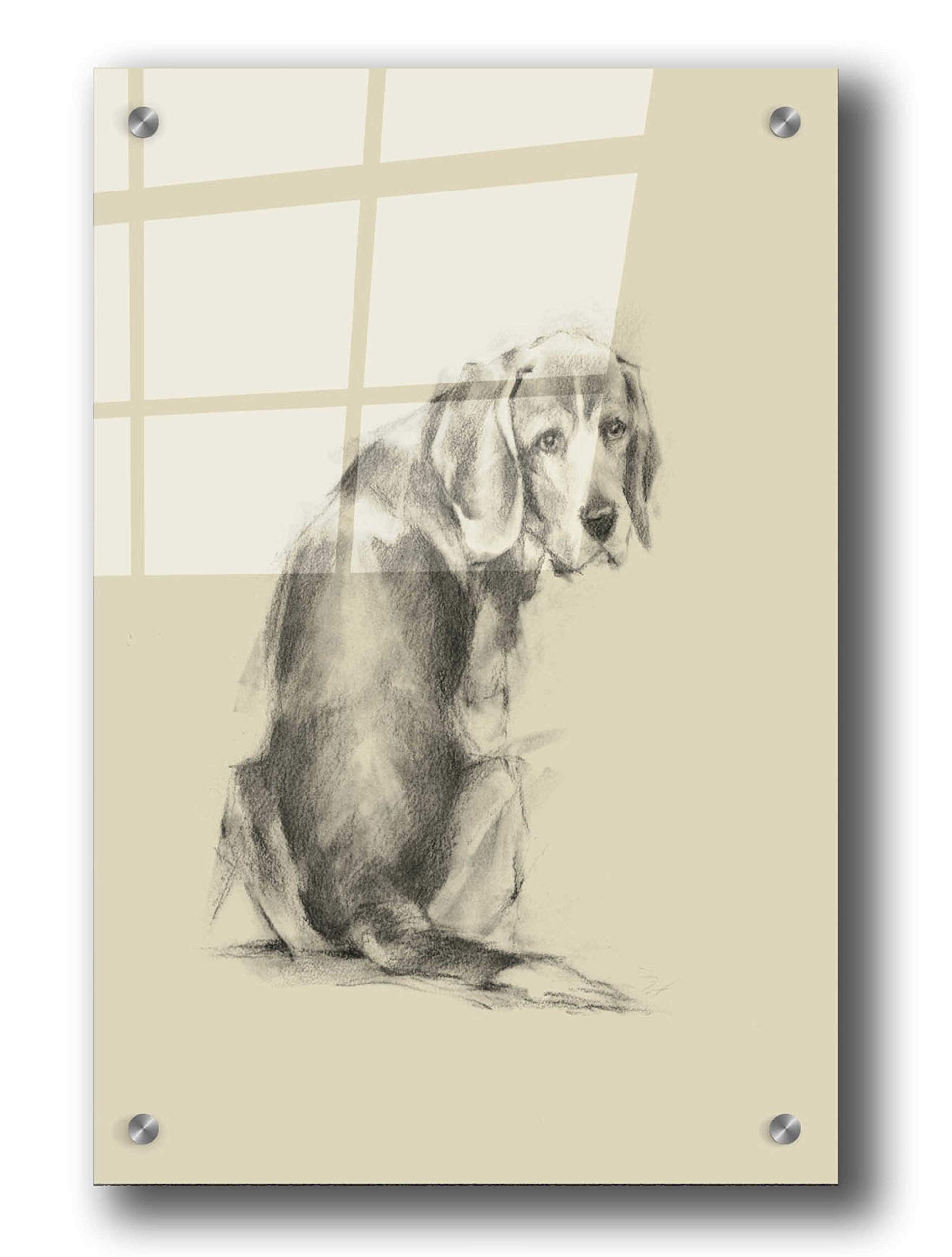 Ethan Harper 'Puppy Dog Eyes I' Acrylic Glass Wall Art - 24x36 Inch Modern Dog Painting for Living Room, Bedroom & Office Decor