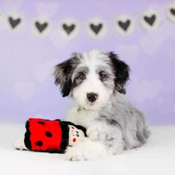 ZippyPaws Colossal Buddie Ladybug Plush Dog Toy - Large Soft Chew Toy for Big Dogs, Interactive Play & Cuddling Companion - Perfect for Indoor & Outdoor Fun, Training, and Bonding Time