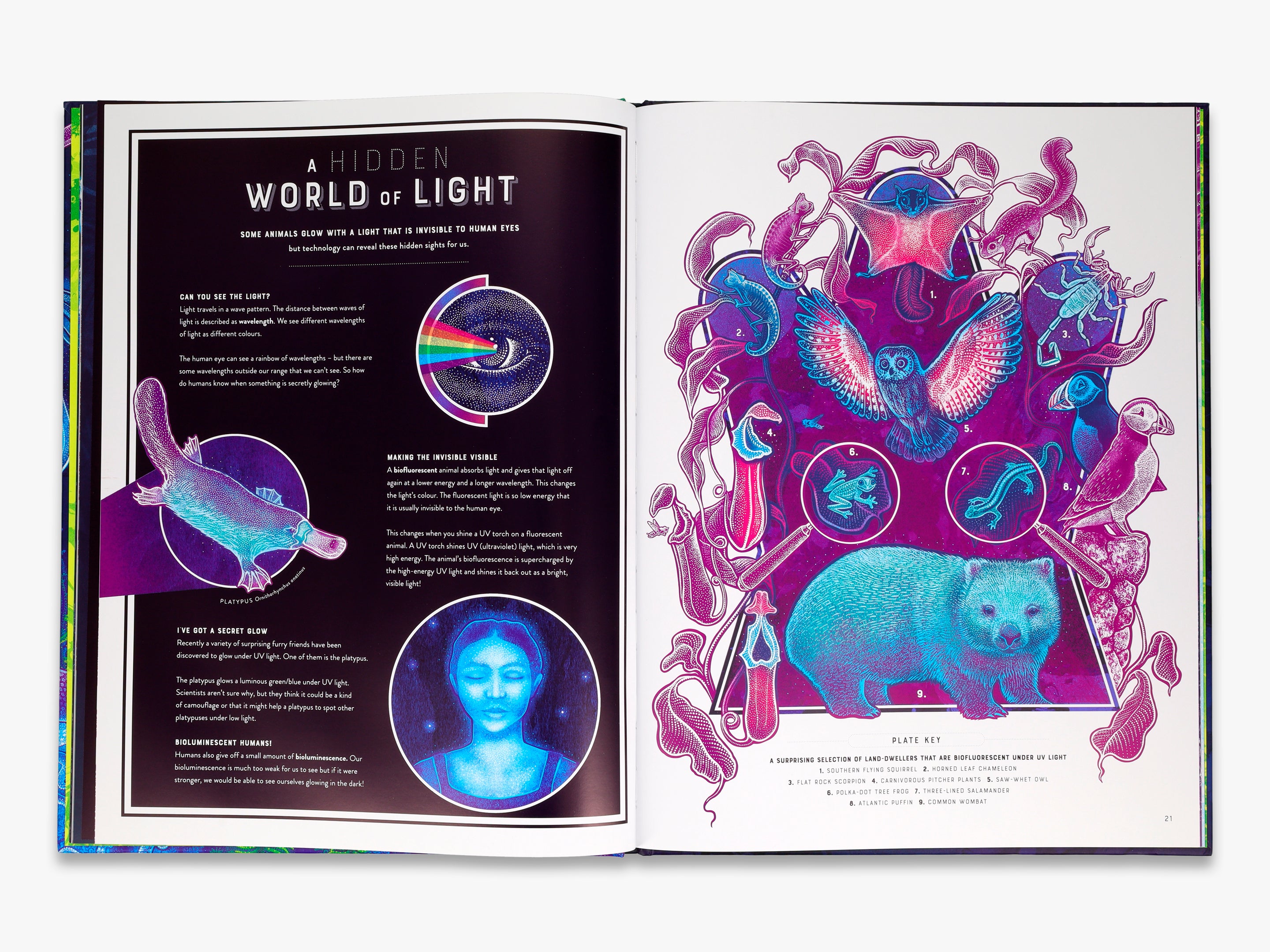 Glow (Wild Wonders) - Stunning Glow-in-the-Dark Decor for Kids' Rooms, Parties & Nighttime Adventures
