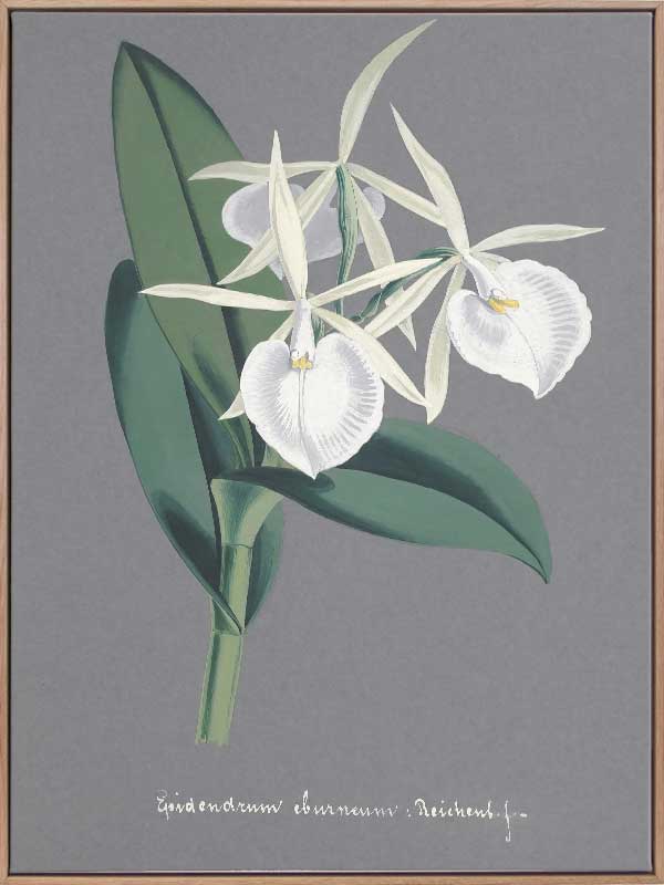 Epidendrum Canvas Art Print - Vibrant Orchid Flower Wall Decor for Living Room, Bedroom & Office - Perfect for Home & Office Decor
