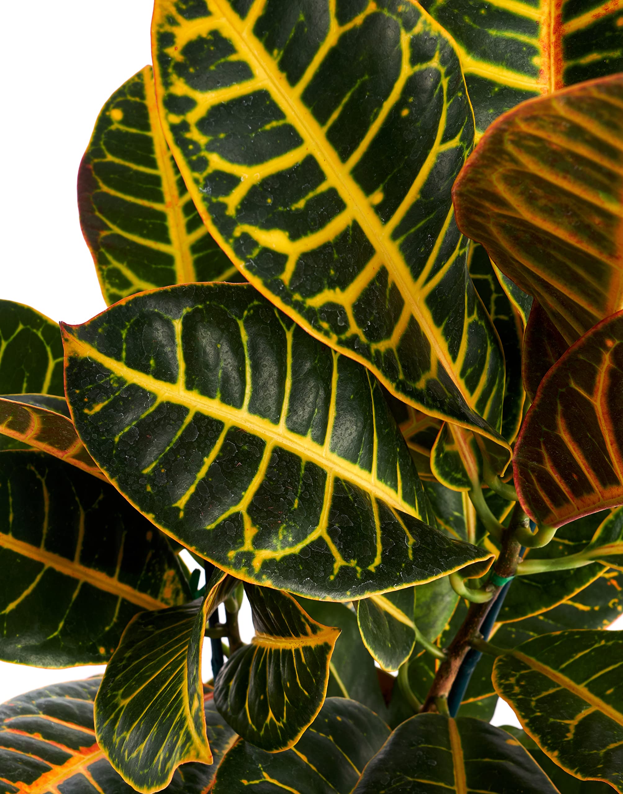 Live Croton Petra House Plant | Air Purifying Indoor & Outdoor Plant | Mature Succulent for Home & Office Decor | Perfect for Living Rooms, Bedrooms & Patios