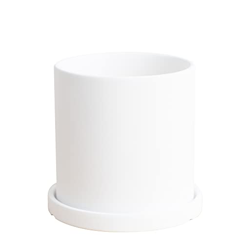White With Saucer