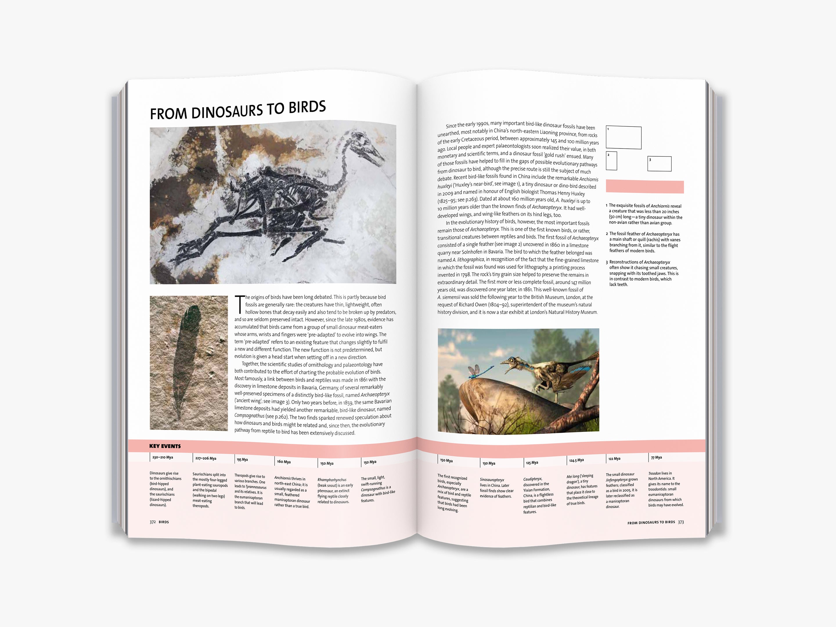 Evolution: The Complete Guide - Explore the Fascinating Story of Life's Development | Perfect for Science Enthusiasts, Students & Educators