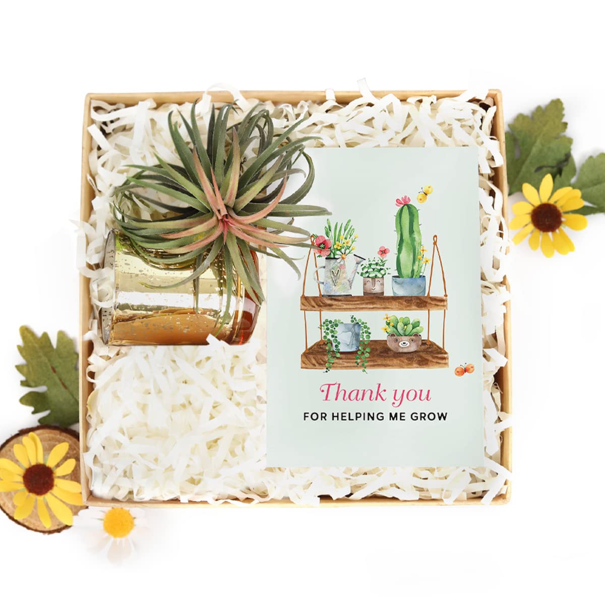 Air Plant Gift Box with Thank You Greeting Card - Unique Tillandsia Gift Set for Plant Lovers - Perfect Birthday, Anniversary & Housewarming Present for Him or Her - Ideal for Home Decor, Office Desk & Wedding Favors