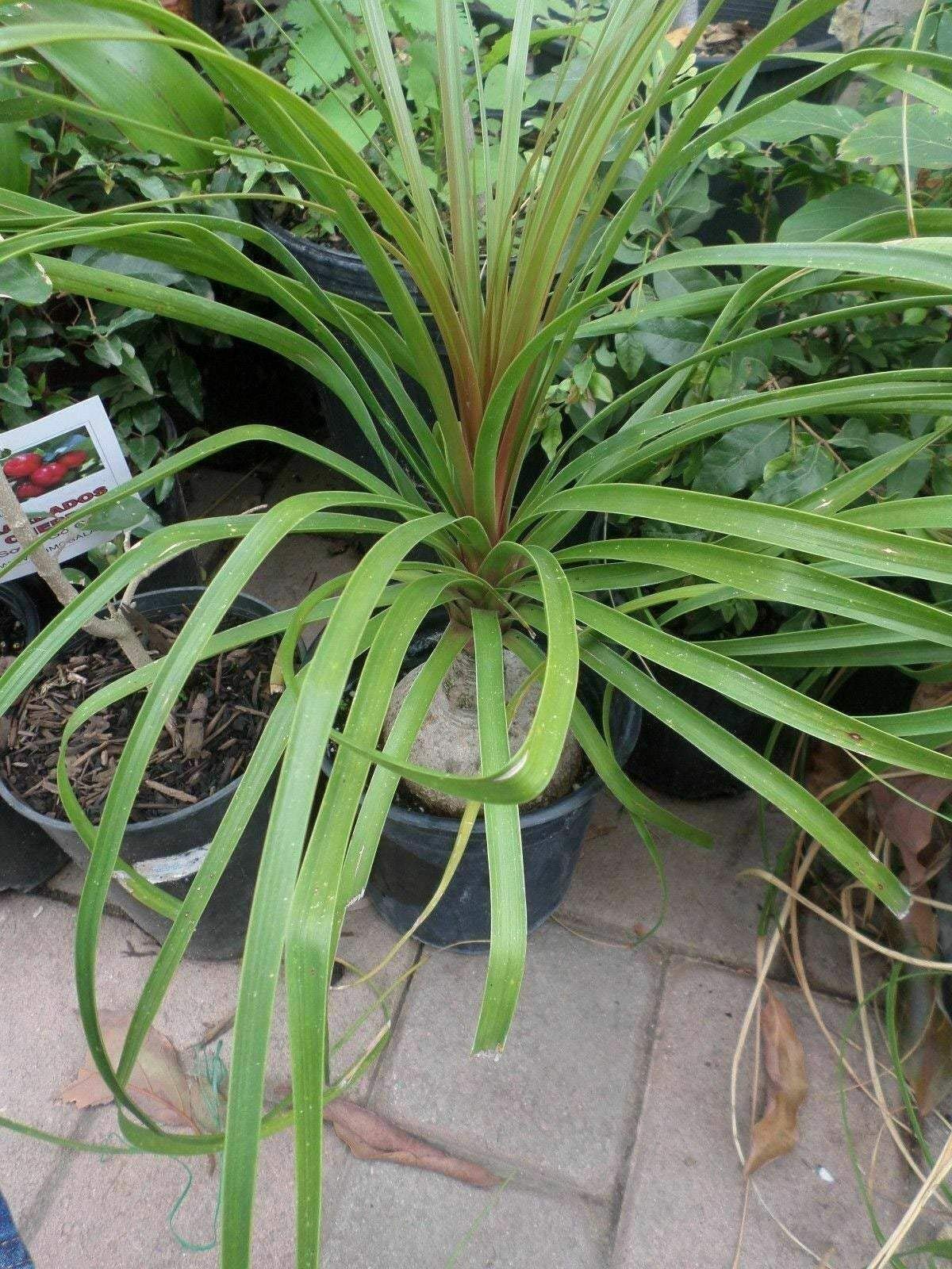Live Pony Tail Palm (Beaucarnea Recurvata) - 1 Gallon Potted Bottle Palm Plant for Home & Office Decor, Easy Care Indoor Houseplant for Living Room, Bedroom, or Gift