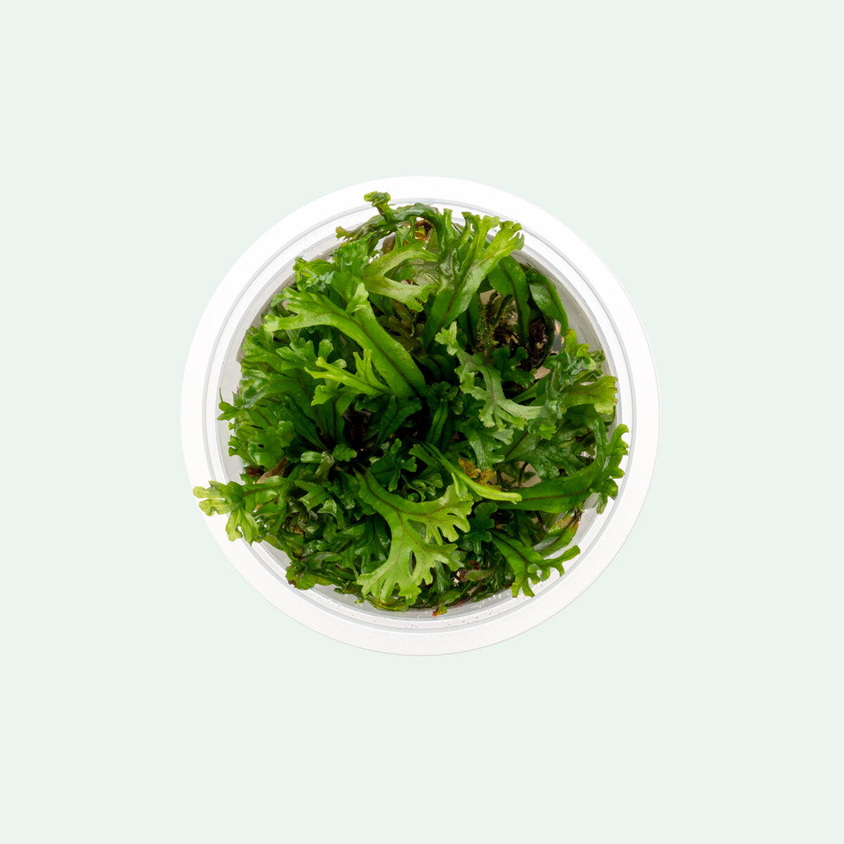 Microsorum Pteropus 'Windelov' Tissue Culture - Java Fern Aquatic Plant for Freshwater Aquariums | Perfect for Fish Tanks, Aquascaping & Low-Light Planted Aquariums