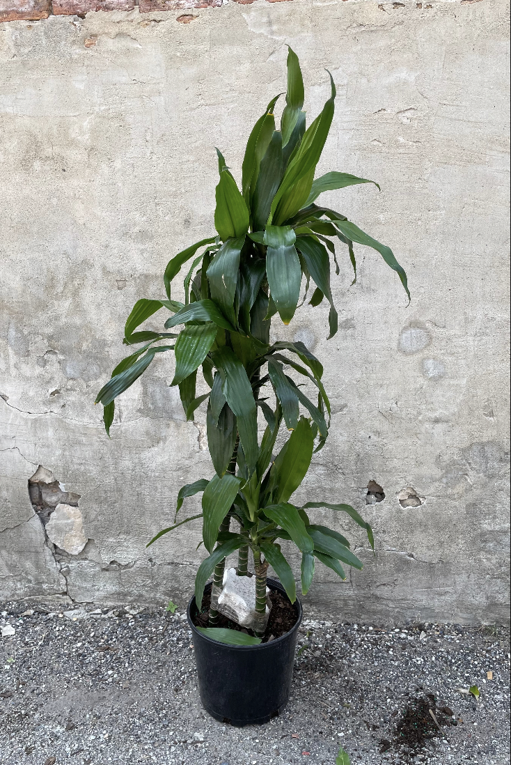 Dracaena 'Janet Craig' #3 Cane - Indoor Air Purifying Plant for Home & Office Decor | Perfect for Living Room, Bedroom, and Workspace