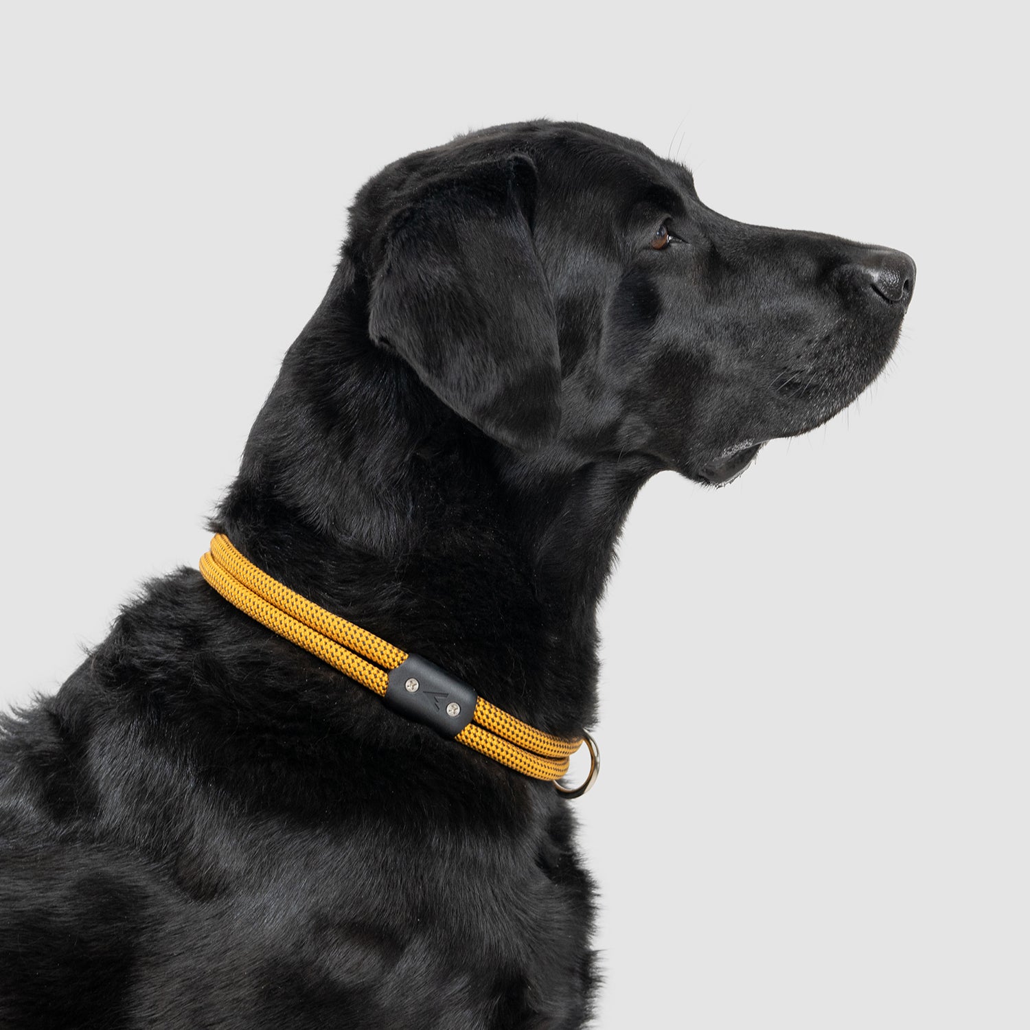 Lifetime Dog Collar - Durable Nylon Pet Collar with Quick-Release Buckle for Small Medium Large Dogs - Perfect for Daily Walks, Training & Outdoor Adventures