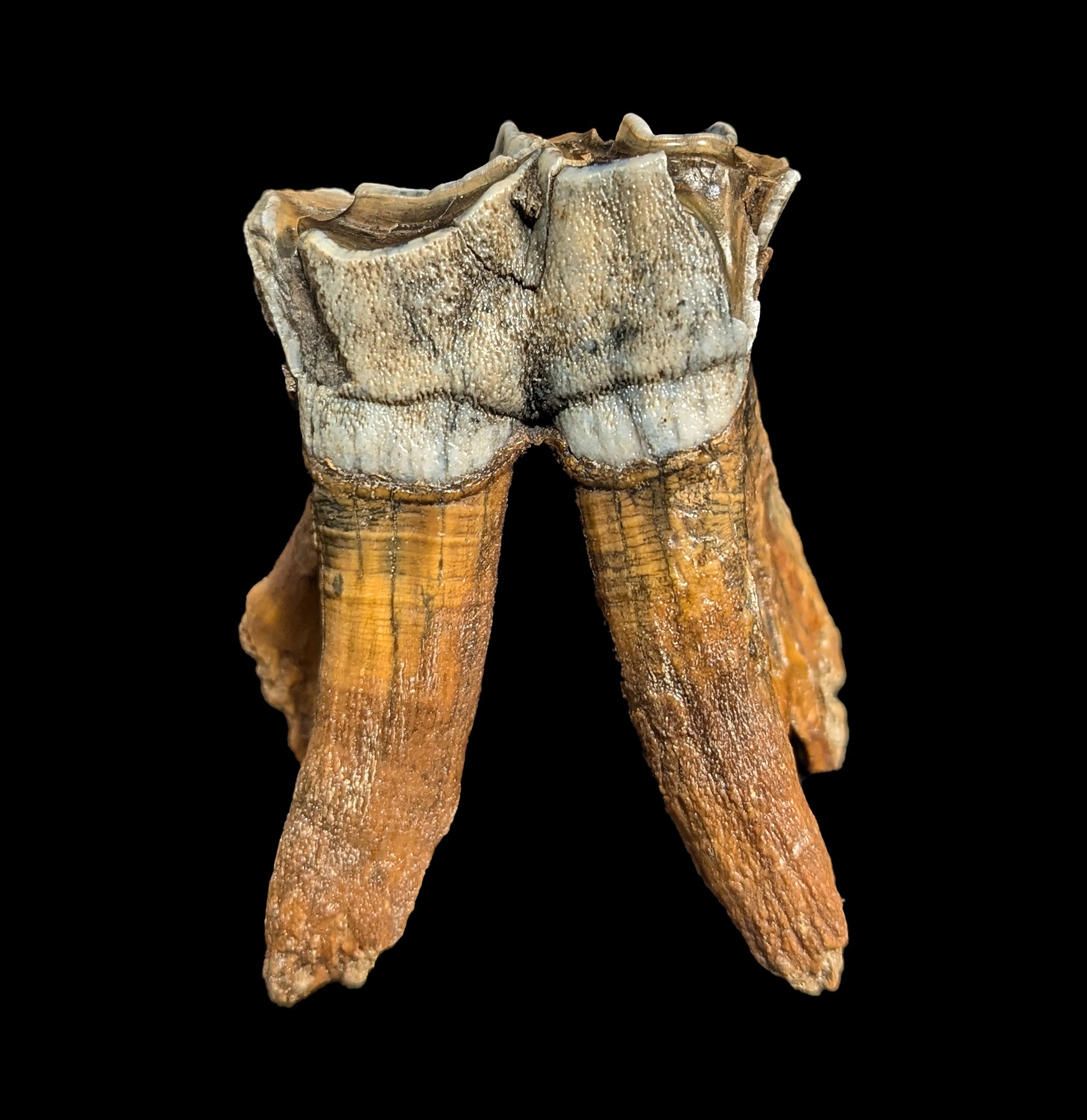 Authentic Fossilized Woolly Rhino Tooth Specimen - Rare Ice Age Collectible - Perfect for Paleontology Enthusiasts & Home Decor Display