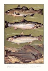 Saltwater Fish #2 Fine Art Canvas Print - 20x30 Inches - Ocean Themed Wall Decor for Living Room, Bedroom & Office