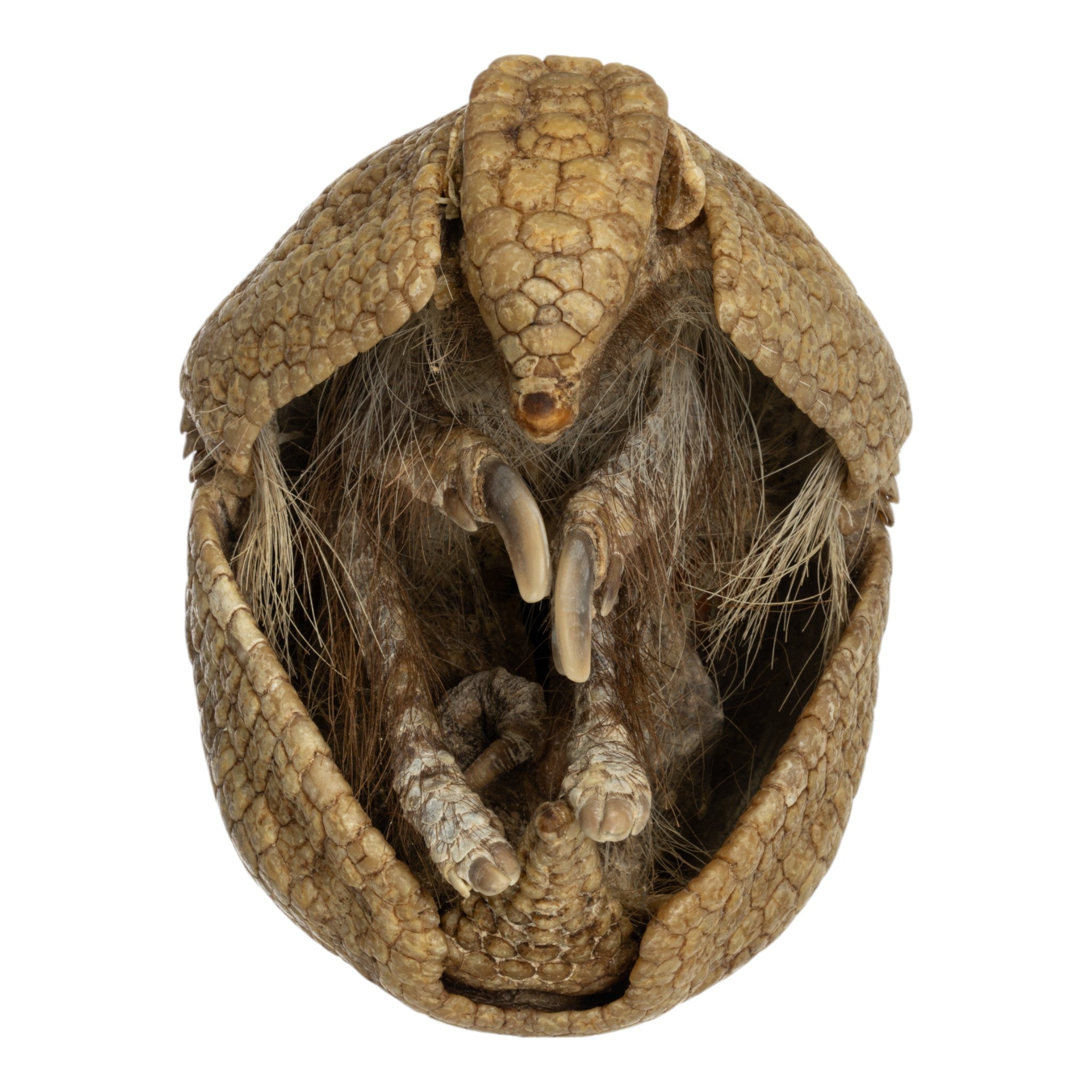 Real Preserved Three-Banded Armadillo Specimen - Unique Taxidermy Collectible for Home Decor, Science Education & Natural History Displays