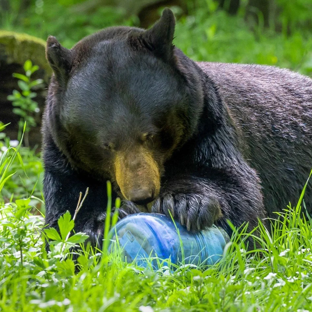 Bear Vault 475 - Lightweight & Secure Bear-Proof Food Container for Camping, Hiking & Backpacking | Keep Food Safe from Bears & Wildlife | Perfect for Outdoor Adventures & National Park Trips