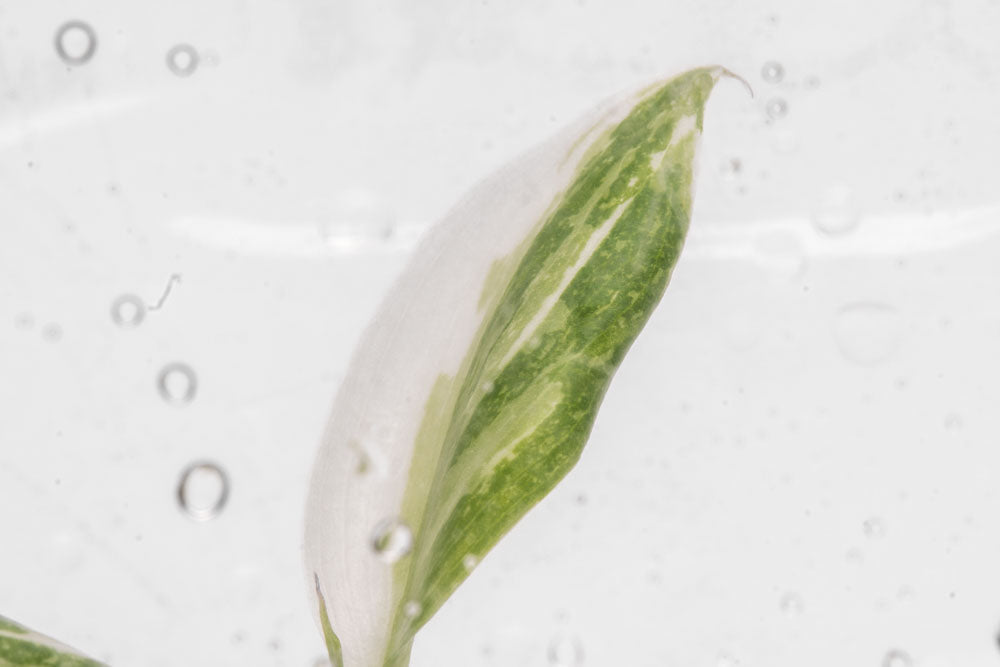 Philodendron White Princess - Rare Variegated Indoor Houseplant for Home & Office Decor | Perfect for Living Rooms, Bedrooms & Plant Lovers