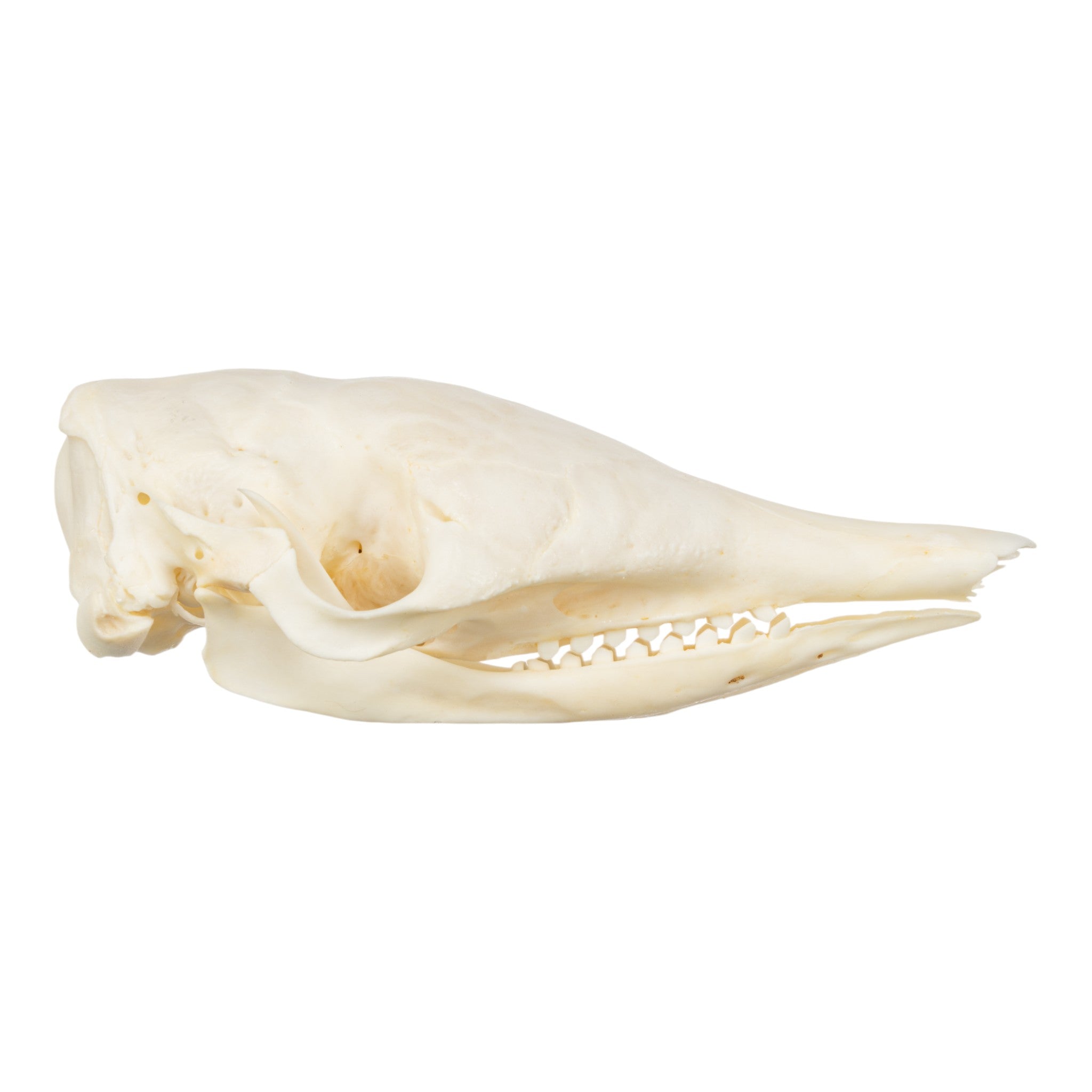 Authentic Nine-Banded Armadillo Skull - Taxidermy Specimen for Science Education & Home Decor | Perfect for Biology Classrooms, Gothic Decor, and Unique Gifts