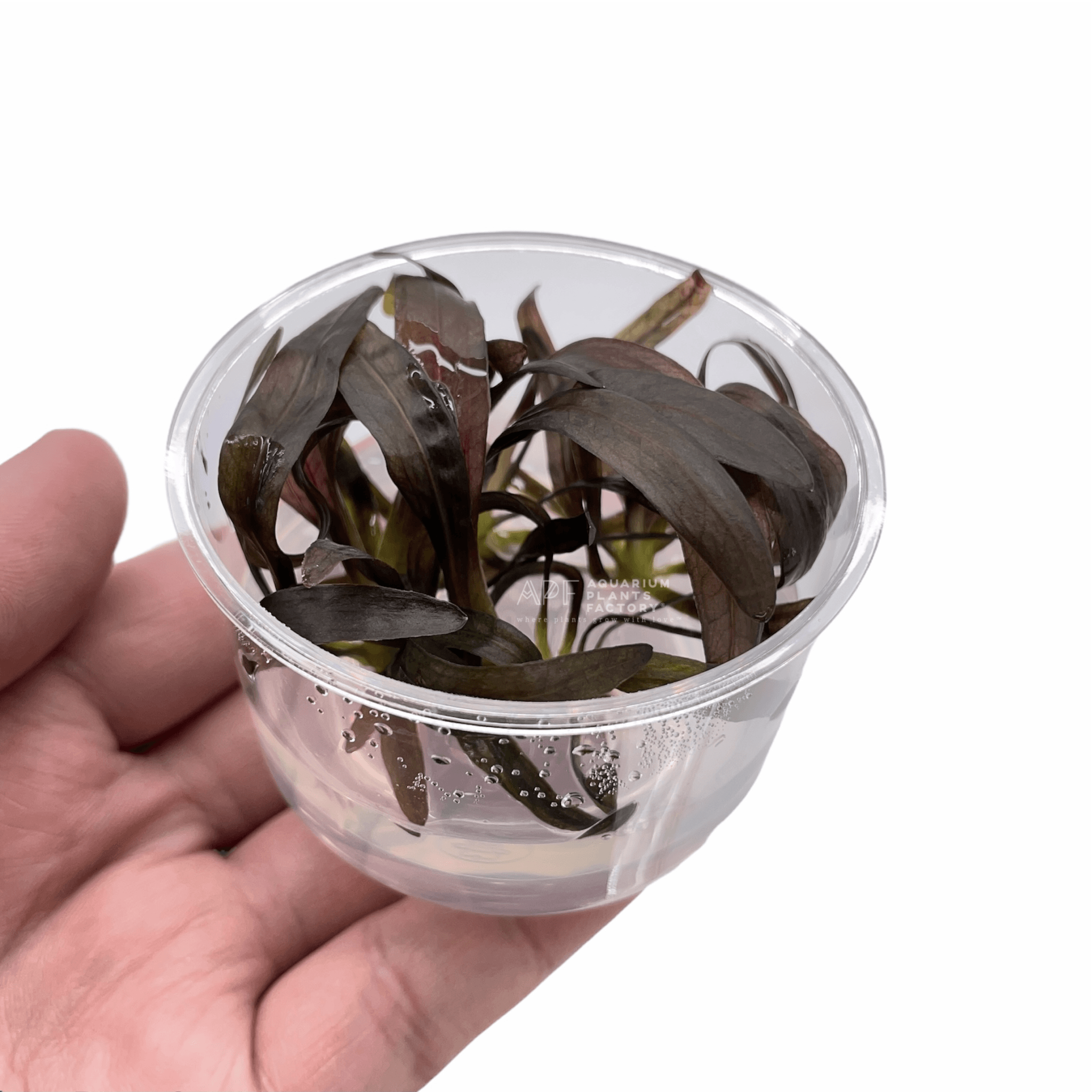 TCulture Echinodorus Horemanii Red (TC Cup) - Live Aquatic Plant for Aquariums | Perfect for Freshwater Fish Tanks, Aquascaping & Planted Aquariums