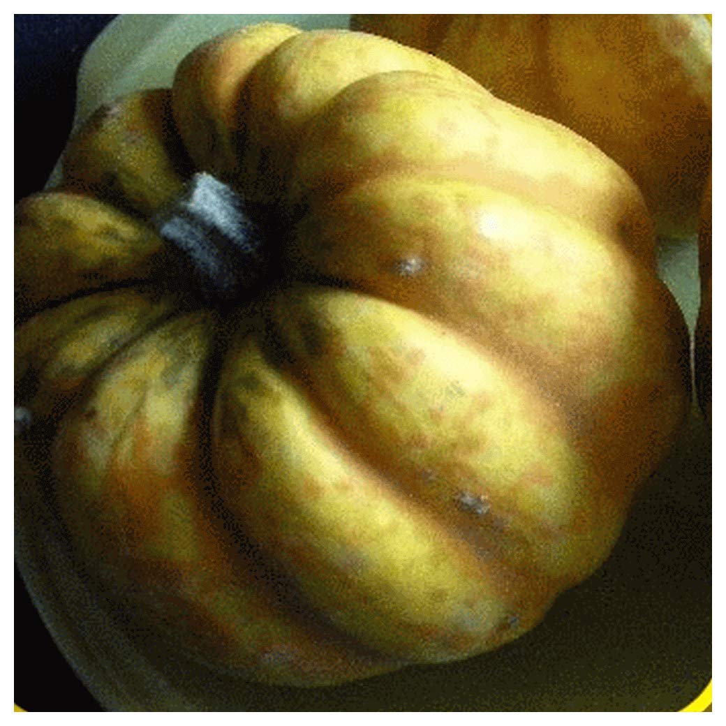 Everwilde Farms - 1/4 Lb Non-GMO Table Gold Acorn Winter Squash Seeds - Heirloom Vegetable Seeds for Planting - Perfect for Home Garden, Fall Harvest & Cooking
