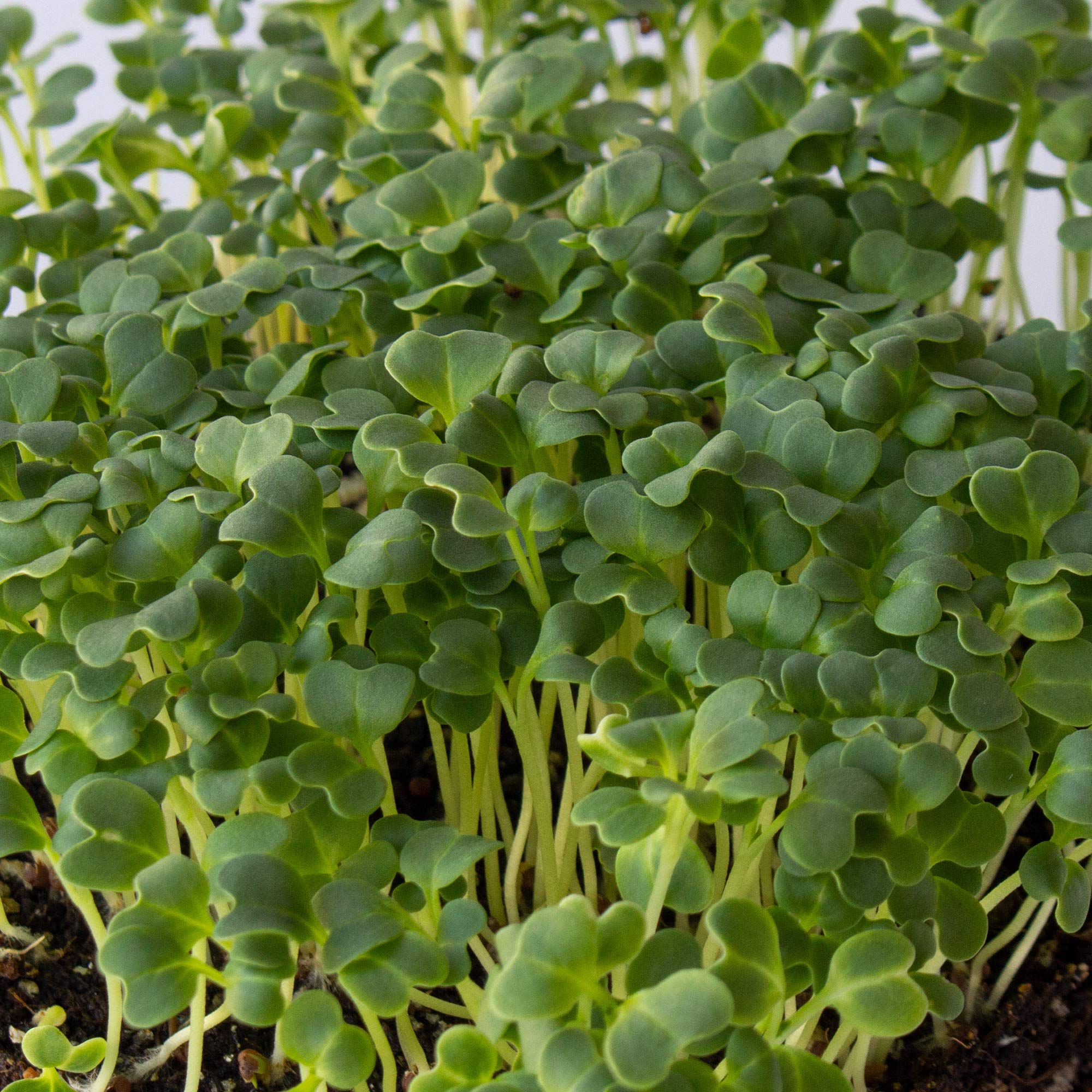 Organic Mibuna Mustard Seeds - 5 Lb Bulk ~680,000 Seeds | Non-GMO Japanese Herb & Vegetable Garden Seeds | Perfect for Microgreens, Salads & Asian Cuisine