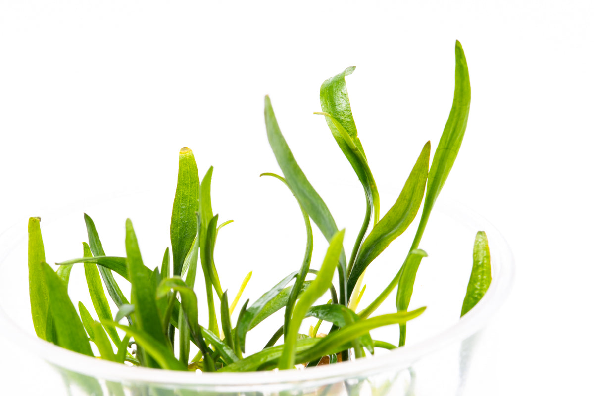 Cryptocoryne Nevillii Live Aquarium Plant - Easy Care Freshwater Aquatic Plant for Fish Tanks & Aquascaping | Perfect for Beginners & Low-Tech Aquariums