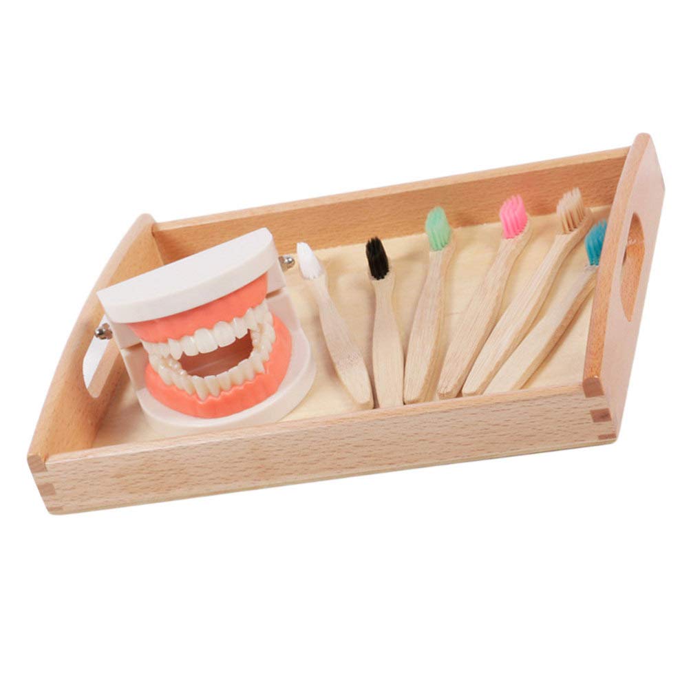 **Wooden Tooth Brushing Model Toy for Kids – Montessori Homeschool Learning & Dental Hygiene Practice – Beech Tray with Teeth Model – Educational Toys for Toddlers & Preschoolers (Random Color) – Perfect for Home, Classroom & Playtime Dental Care Fun**