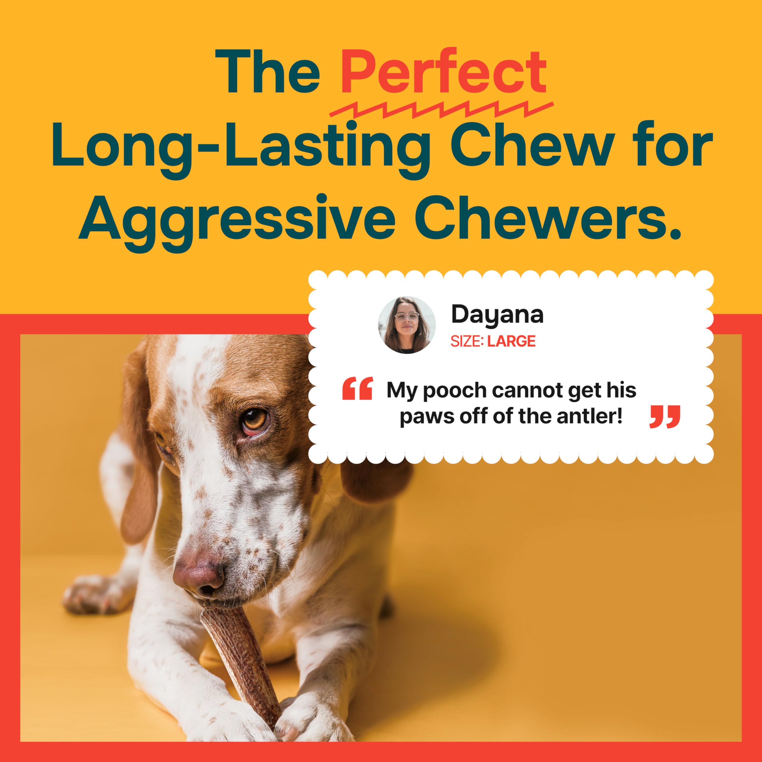 100% Natural Elk Antlers for Dogs - Long Lasting Chew Toys for Aggressive Chewers - USA Sourced Naturally Shed Antlers - Odor-Free & Mess-Free Dog Treats - Large Size - Perfect for Teething Puppies and Strong Chewers