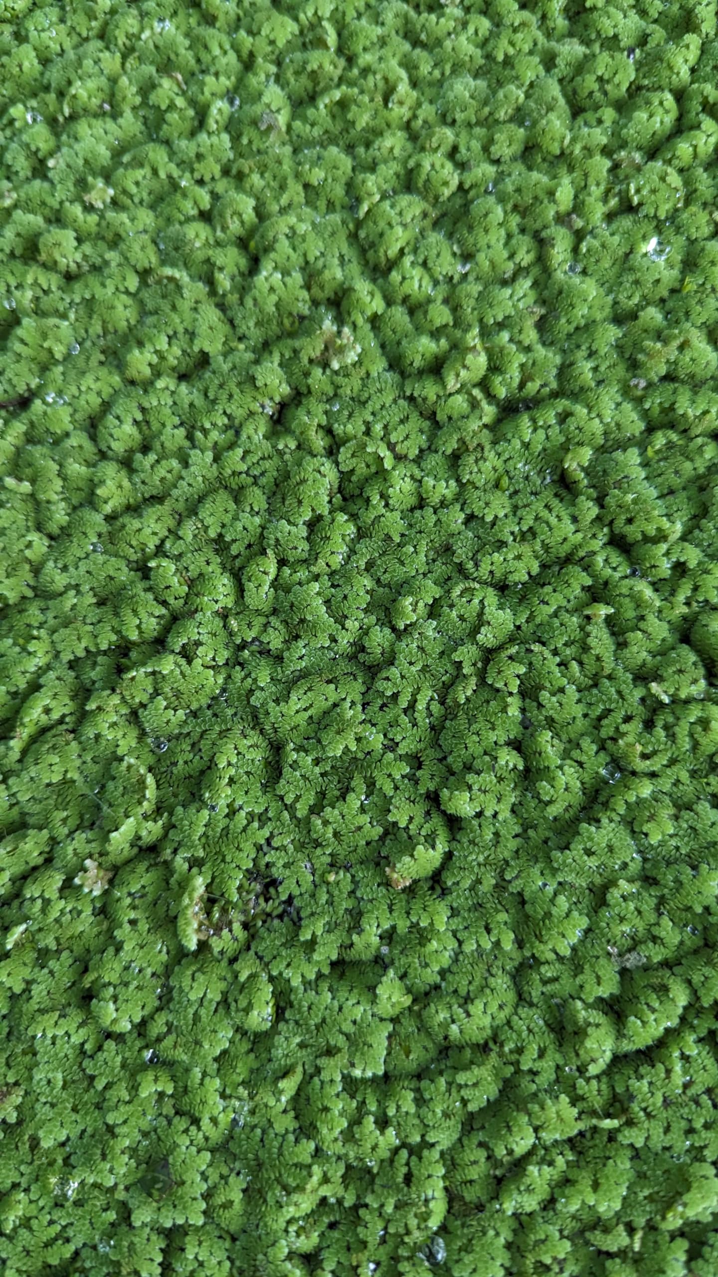 The Secret Garden of Harmony: A Tale of Azolla