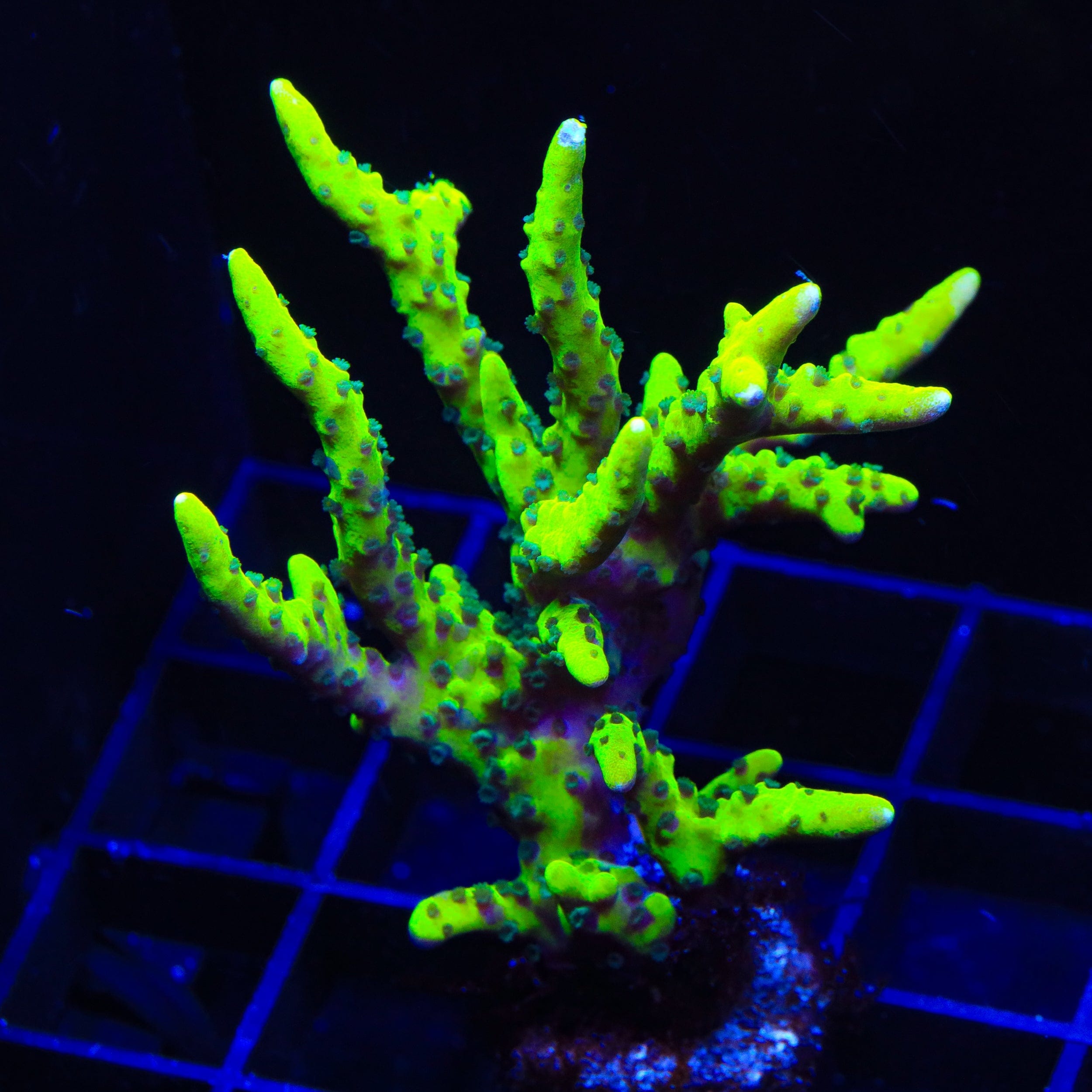 CB The Thing Anacropora Coral - Premium Live Coral for Saltwater Aquariums | Perfect for Reef Tanks & Marine Aquascaping