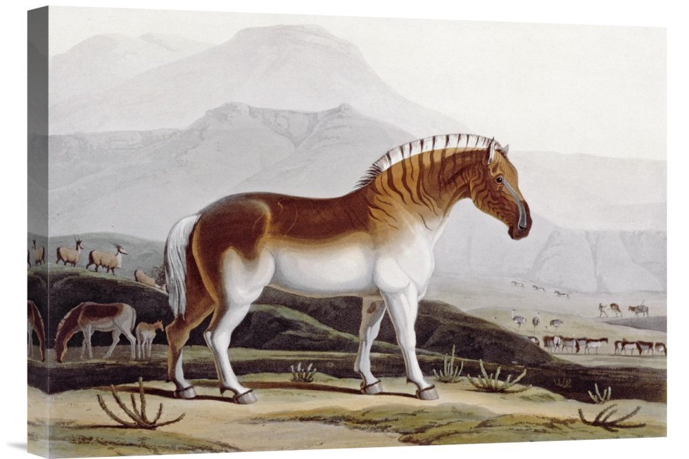 Samuel Daniell The Quakah Gallery Wrap Giclee Canvas Wall Art Print - Premium African Wildlife Painting for Home & Office Decor | Perfect for Living Room, Bedroom, Dining Room Wall Decor