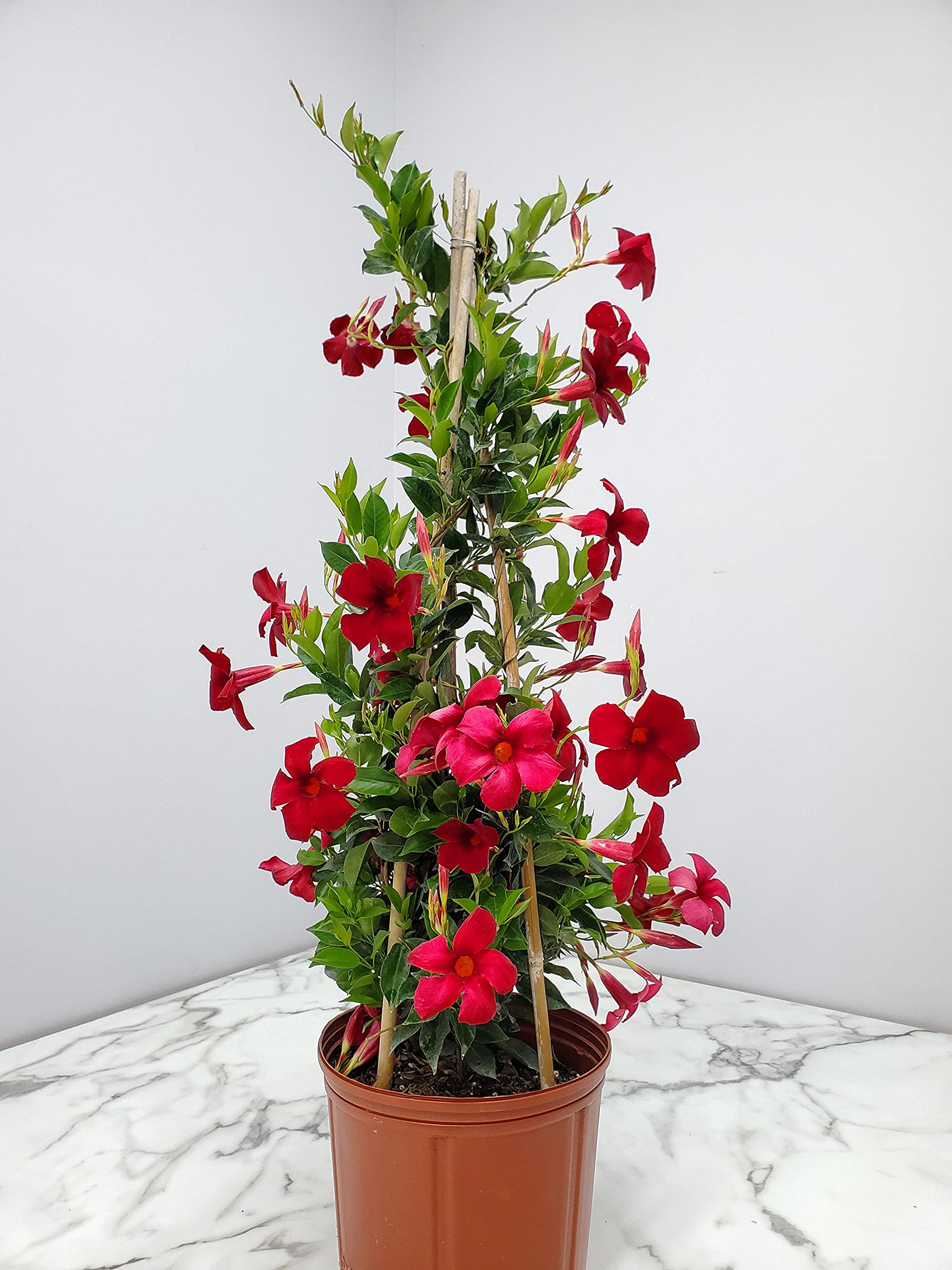 Live Dipladenia Plant - Beautiful Red Tropical Flowering Plant - 36
