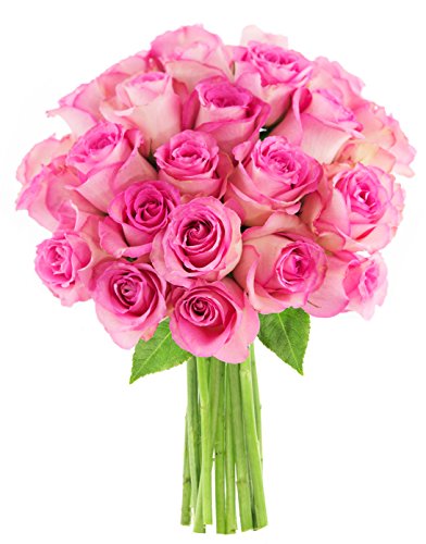 Pink Rose