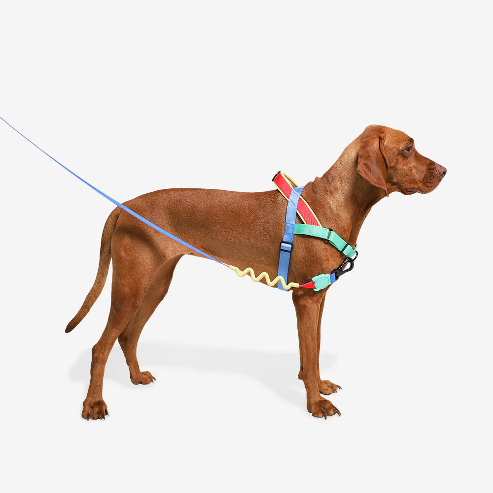 Mellow Ruff Leash 2.0 - No Pull Dog Leash for Medium & Large Dogs | Comfortable Anti-Tug Harness | Durable Reflective Walking Lead for Training & Outdoor Adventures | Zee.Dog