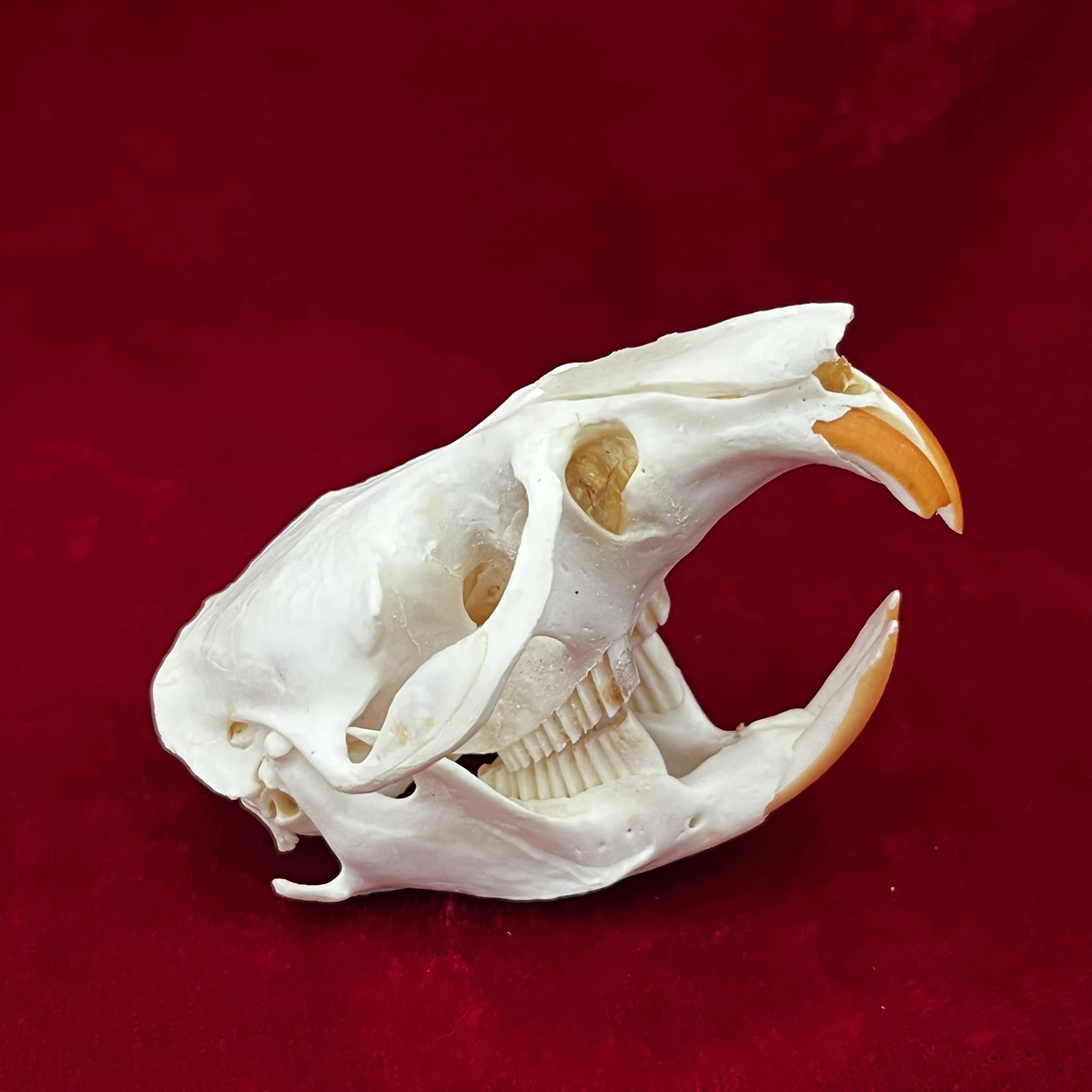 7PCS Real Animal Skull Specimens - Cat, Muskrat, Nutria, Mink, Fox, Raccoon & Turtle - Taxidermy Skull Decor for Home, Study Collection & Unique Gifts | Perfect for Gothic Decor, Biology Education & Oddity Collectors