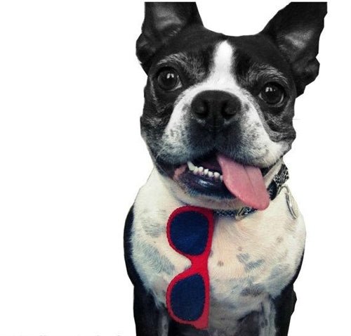 Stylish UV Protection Collar Sunglasses for Dogs - Adjustable & Comfortable Pet Accessories for Outdoor Walking, Hiking, and Beach Adventures