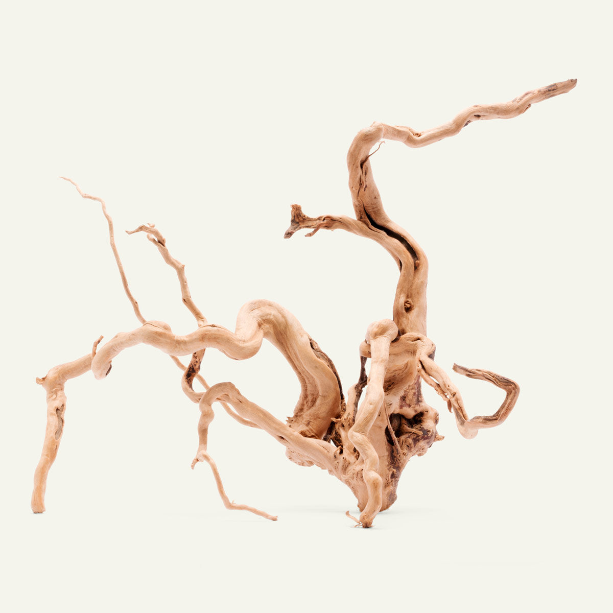 Natural Spider Wood for Aquarium Decor - Unique Driftwood for Fish Tanks, Reptile Habitats & Terrarium Landscaping (Ideal for Shrimp, Betta Fish & Aquatic Plants)