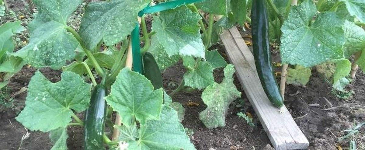 Tsuyataro Hybrid Cucumber Seeds - 25+ Non-GMO Heirloom Seeds for Vegetable & Herb Gardens | Perfect for Home Gardening, Greenhouses & Urban Farming