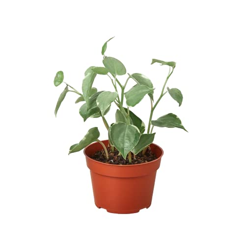 Peperomia 'Cupid' Live Indoor House Plant - 4