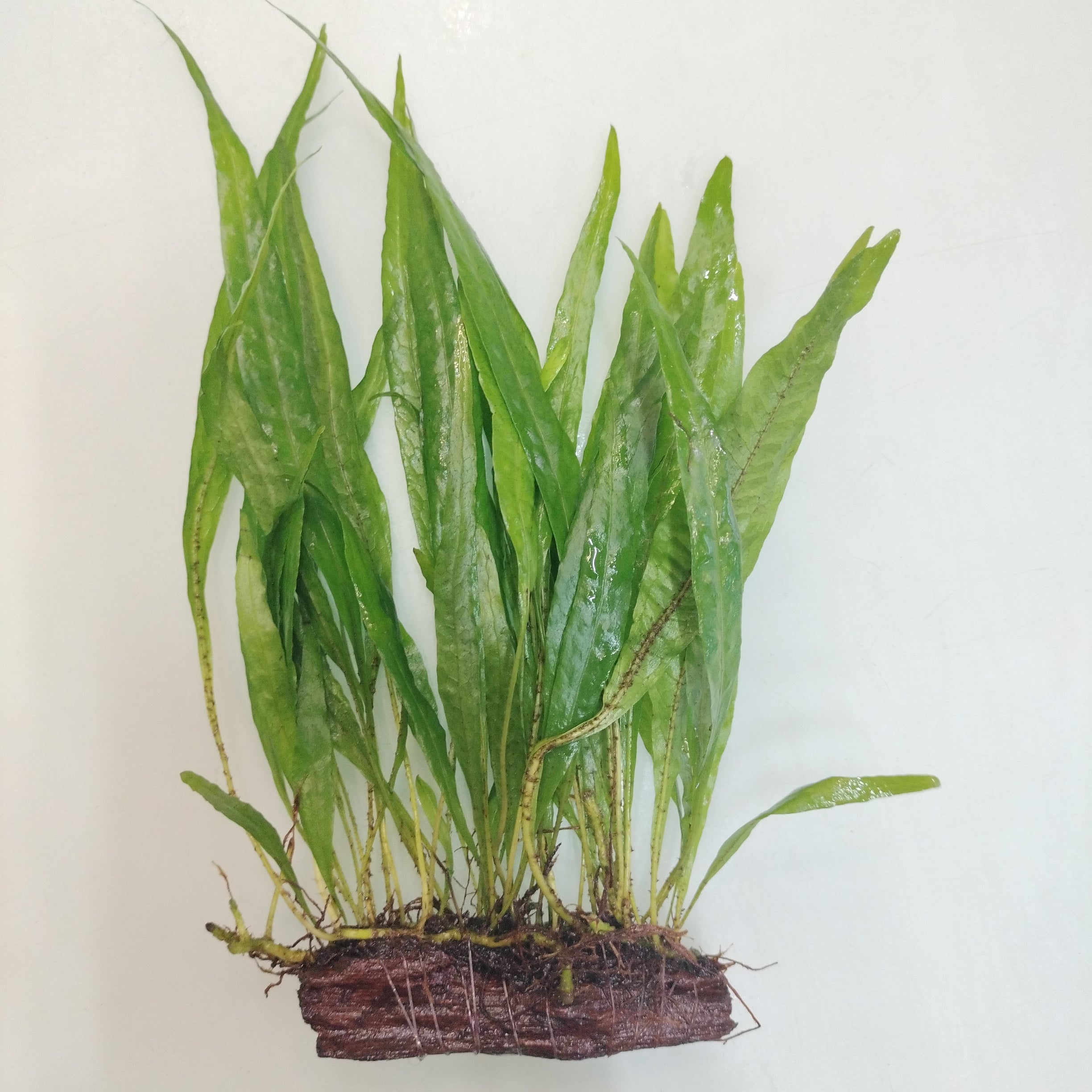 TCulture Java Fern Driftwood Narrow Leaf (8 cm) - Live Aquarium Plant for Fish Tanks, Aquascaping & Freshwater Aquariums - Easy Low Light Aquatic Plant Decor