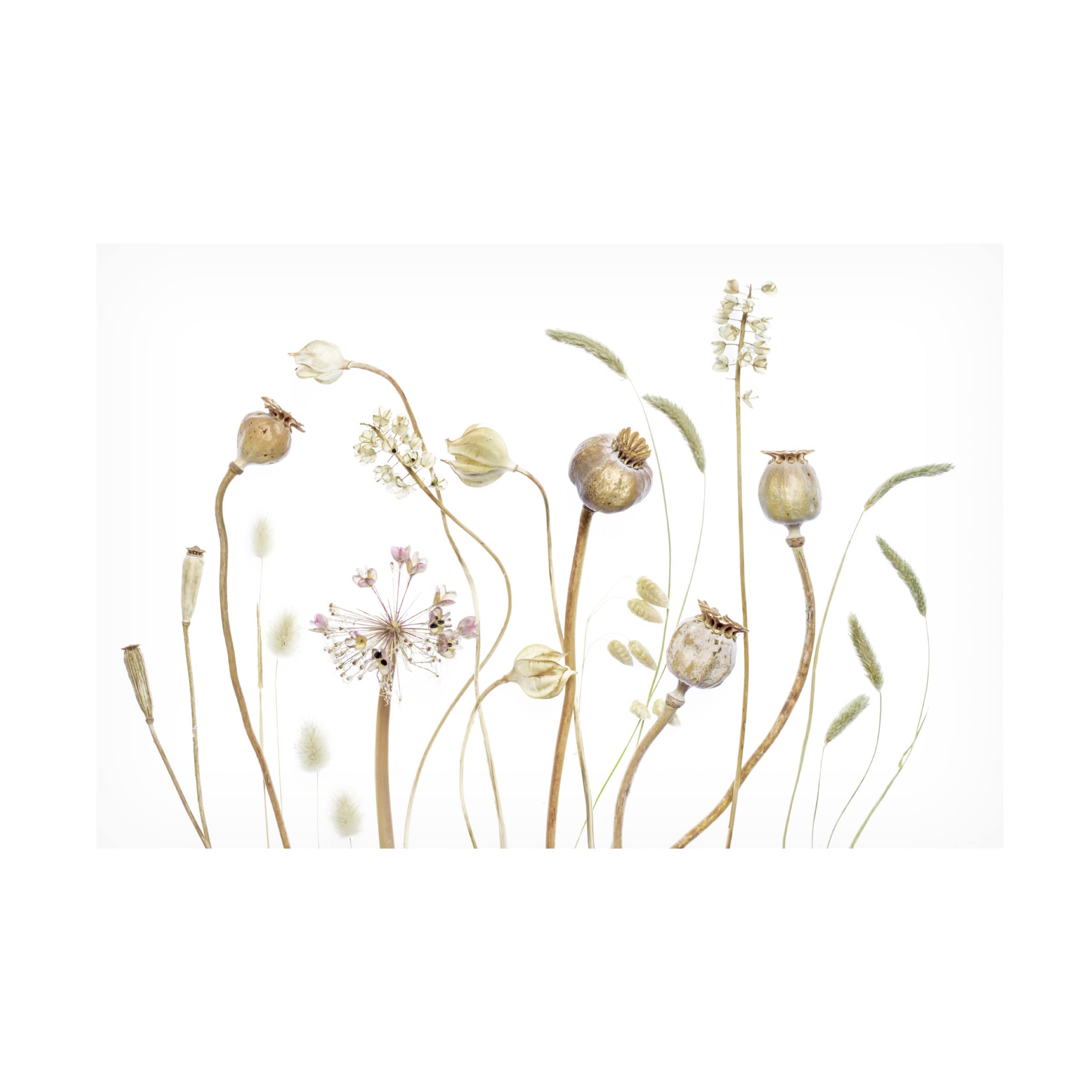Trademark Fine Art 'Pods' Canvas Wall Art by Mandy Disher - Modern Home Decor for Living Room, Bedroom & Office