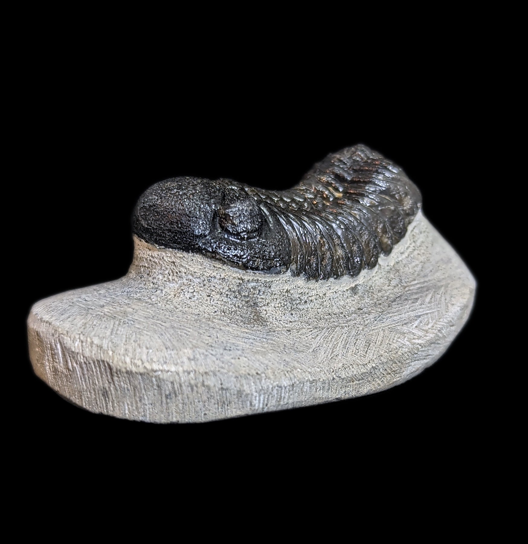 Eldredgeops Rana Trilobite Fossil in Matrix - Authentic Devonian Era Fossil Specimen for Collectors & Home Decor | Perfect for Science Enthusiasts & Unique Gift Ideas