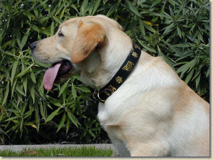Premium 1 1/4 Inch Medium Swiss Traditional Dog Collar - 40cm Adjustable Pet Collar for Small to Medium Dogs - Perfect for Daily Walks, Training & Outdoor Adventures