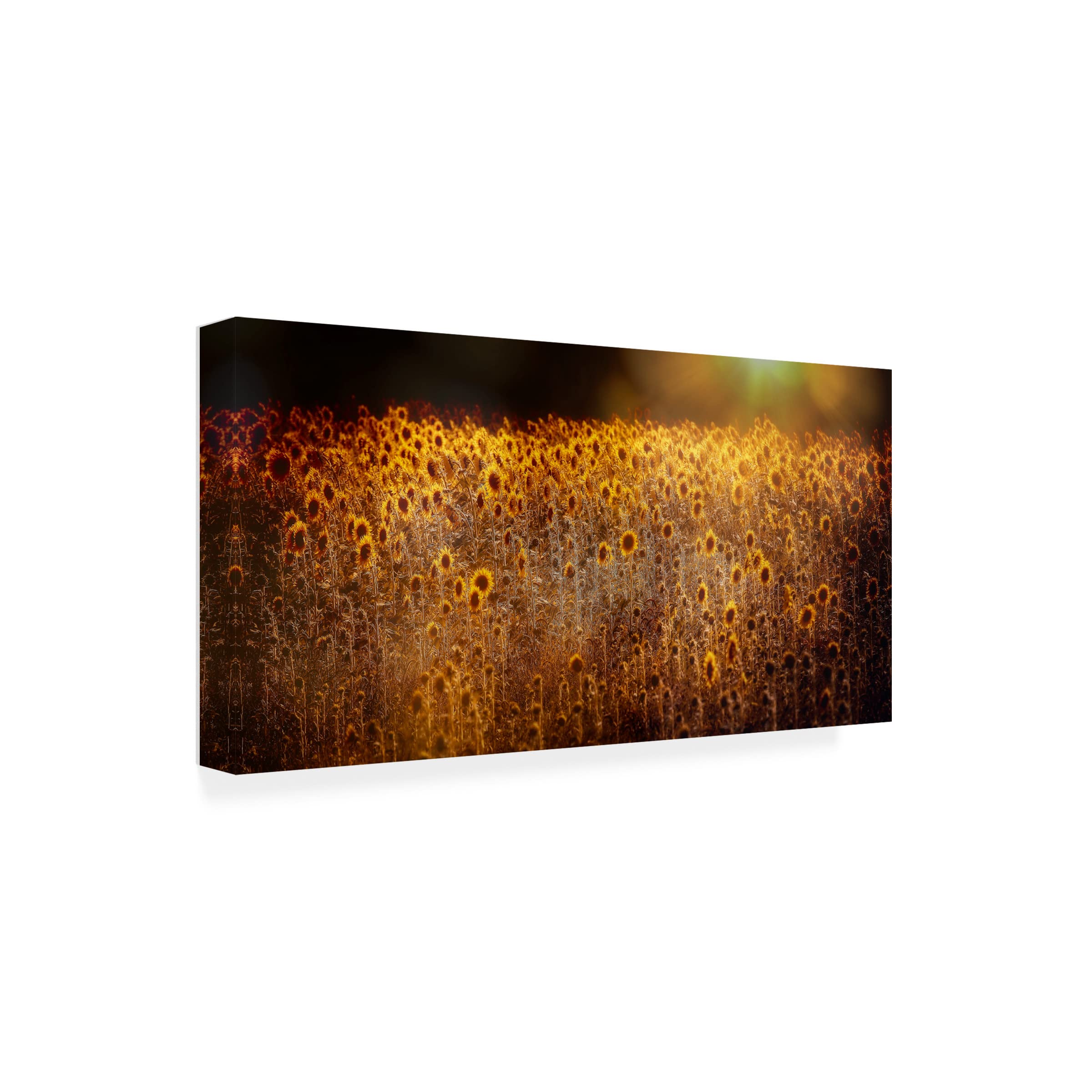 Trademark Fine Art 'Fields Of Gold' Canvas Wall Art by Anna Cseresnjes - Hand-Painted Landscape Oil Painting for Living Room, Bedroom & Office Decor