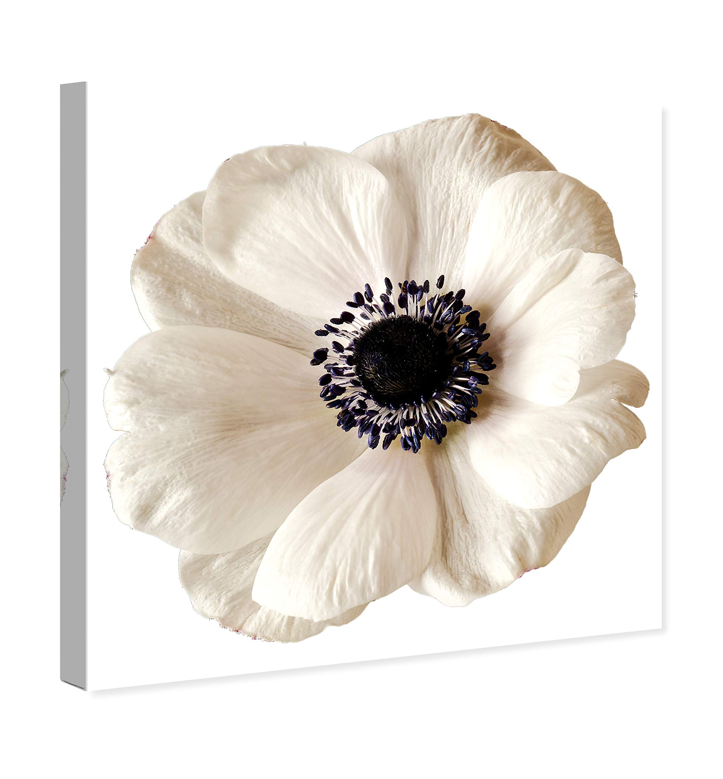 Oliver Gal Artist Co. Floral Wall Art Canvas Prints - 'White Floral' Botanical Home Decor for Living Room, Bedroom & Office