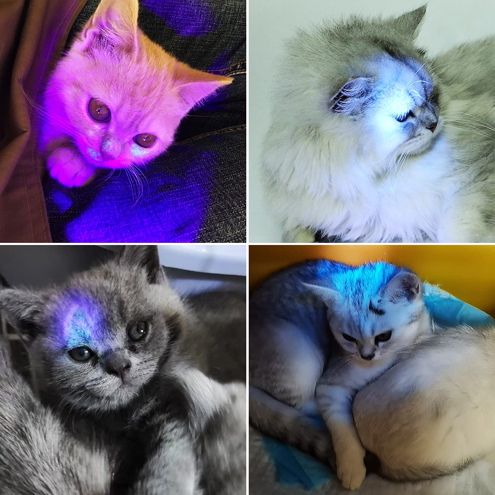 51 LED UV Blacklight Flashlight (2 Pack) - 395nm Pet Urine Detector for Cat & Dog Urine, Bed Bugs, Stains - Includes 3 AA Batteries - Perfect for Home Inspection, Hotel Cleaning & Pet Stain Detection