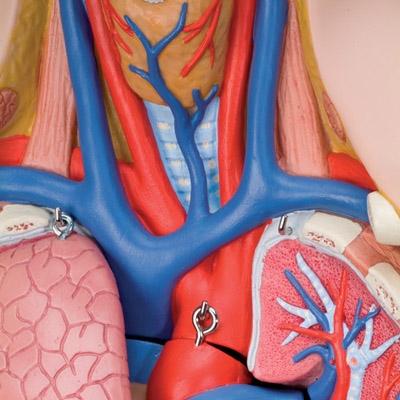 Unisex Anatomical Torso Model with Half Skull Head - 12-Piece Detachable Human Body Anatomy for Medical Students & Artists | Perfect for Classroom Study, Art Reference & Science Education