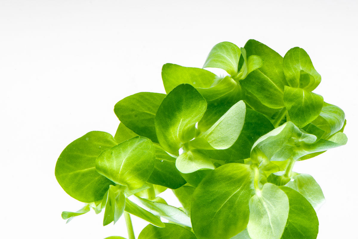 Bacopa Monnieri (Brahmi) - Premium Organic Herbal Supplement for Memory, Focus & Stress Relief - Natural Brain Booster for Study, Work & Meditation