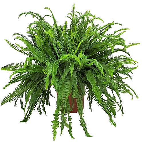 Kimberly Queen Fern Plant - Live Tropical Fern for Indoor & Outdoor Decor - 26